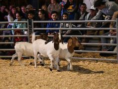 Foto de la galería: Productores, familias y amigos disfrutaron del Remate Nocturno en Dos de Mayo