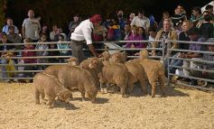 Foto de la galería: Productores, familias y amigos disfrutaron del Remate Nocturno en Dos de Mayo