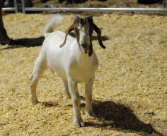 Foto de la galería: Productores, familias y amigos disfrutaron del Remate Nocturno en Dos de Mayo