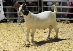 Foto de la galería: Productores, familias y amigos disfrutaron del Remate Nocturno en Dos de Mayo