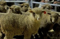 Foto de la galería: Productores, familias y amigos disfrutaron del Remate Nocturno en Dos de Mayo
