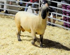 Foto de la galería: Productores, familias y amigos disfrutaron del Remate Nocturno en Dos de Mayo