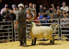 Foto de la galería: Productores, familias y amigos disfrutaron del Remate Nocturno en Dos de Mayo