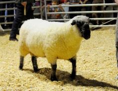 Foto de la galería: Productores, familias y amigos disfrutaron del Remate Nocturno en Dos de Mayo