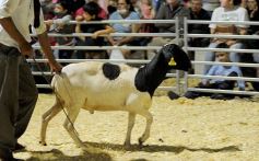 Foto de la galería: Productores, familias y amigos disfrutaron del Remate Nocturno en Dos de Mayo