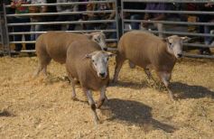 Foto de la galería: Productores, familias y amigos disfrutaron del Remate Nocturno en Dos de Mayo