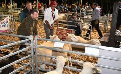 Foto de la galería: Productores, familias y amigos disfrutaron del Remate Nocturno en Dos de Mayo