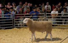 Foto de la galería: Productores, familias y amigos disfrutaron del Remate Nocturno en Dos de Mayo