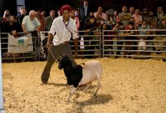Foto de la galería: Productores, familias y amigos disfrutaron del Remate Nocturno en Dos de Mayo