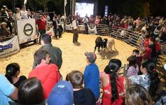 Foto de la galería: Productores, familias y amigos disfrutaron del Remate Nocturno en Dos de Mayo