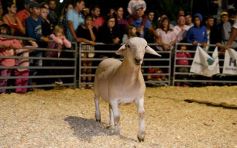Foto de la galería: Productores, familias y amigos disfrutaron del Remate Nocturno en Dos de Mayo
