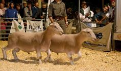 Foto de la galería: Productores, familias y amigos disfrutaron del Remate Nocturno en Dos de Mayo