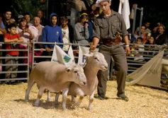 Foto de la galería: Productores, familias y amigos disfrutaron del Remate Nocturno en Dos de Mayo