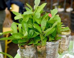 Foto de la galería: Conocimiento y encuentro en la Kermés Científica de la UNaM