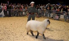 Sixto Fotografías. Sociedad. Sociedad Rural Misiones - Productores, familias y amigos disfrutaron del Remate Nocturno en Dos de Mayo