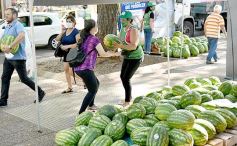 Foto de la galería: Feria de sandias misioneras en Plaza San Martín de Posadas