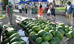 Foto de la galería: Feria de sandias misioneras en Plaza San Martín de Posadas