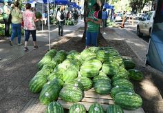 Foto de la galería: Feria de sandias misioneras en Plaza San Martín de Posadas