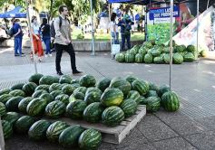 Foto de la galería: Feria de sandias misioneras en Plaza San Martín de Posadas