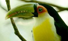 Sixto Fotografías. Sociedad. Iguazú - Güirá Oga, la Casa de los Pájaros