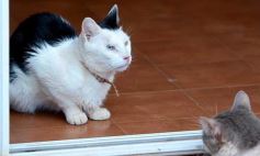 Sixto Fotografías. Sociedad. Varios - Rescate animal en Posadas