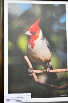 Foto de la galería: Muestra Fotográfica de Aves del COA Tangará de Posadas