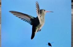 Foto de la galería: Muestra Fotográfica de Aves del COA Tangará de Posadas