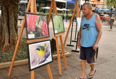 Foto de la galería: Muestra Fotográfica de Aves del COA Tangará de Posadas