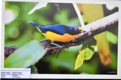 Foto de la galería: Muestra Fotográfica de Aves del COA Tangará de Posadas