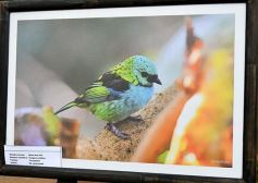 Foto de la galería: Muestra Fotográfica de Aves del COA Tangará de Posadas
