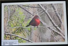 Foto de la galería: Muestra Fotográfica de Aves del COA Tangará de Posadas