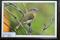 Foto de la galería: Muestra Fotográfica de Aves del COA Tangará de Posadas