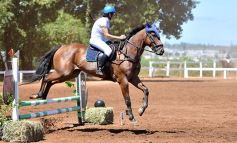 Foto de la galería: Equitación y encuentro en el Campo Hípico Casco Rosado de Posadas
