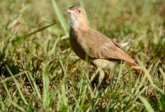 Foto de la galería: Triunfo Azzurro en el regreso del Torneo Regional de Rugby