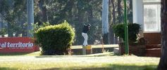 Foto de la galería: Volvió la cita con el golf en la Copa El Territorio del Club Tacurú