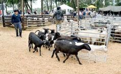 Foto de la galería: Exitoso remate de animales menores en el campo La Armonía de San José