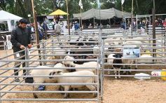 Foto de la galería: Exitoso remate de animales menores en el campo La Armonía de San José