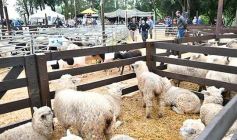 Foto de la galería: Exitoso remate de animales menores en el campo La Armonía de San José