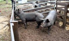 Foto de la galería: Exitoso remate de animales menores en el campo La Armonía de San José