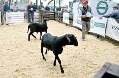 Foto de la galería: Exitoso remate de animales menores en el campo La Armonía de San José