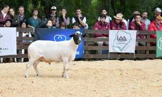 Foto de la galería: Exitoso remate de animales menores en el campo La Armonía de San José