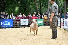 Foto de la galería: Exitoso remate de animales menores en el campo La Armonía de San José