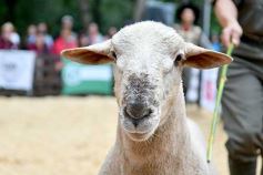 Foto de la galería: Exitoso remate de animales menores en el campo La Armonía de San José
