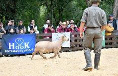 Foto de la galería: Exitoso remate de animales menores en el campo La Armonía de San José