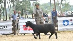Foto de la galería: Exitoso remate de animales menores en el campo La Armonía de San José