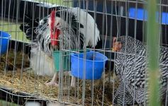 Foto de la galería: Exitoso remate de animales menores en el campo La Armonía de San José