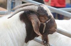 Foto de la galería: Exitoso remate de animales menores en el campo La Armonía de San José