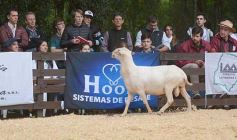 Foto de la galería: Exitoso remate de animales menores en el campo La Armonía de San José