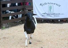 Foto de la galería: Exitoso remate de animales menores en el campo La Armonía de San José