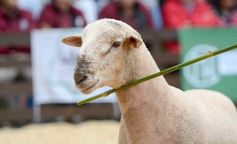 Foto de la galería: Exitoso remate de animales menores en el campo La Armonía de San José